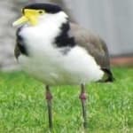 Sample 2 – Masked lapwing