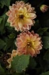 Sample 2 – Pink yellow dahlia