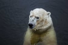 Sample 4 – Polar bear