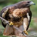 Sample 2 – Red tailed hawk