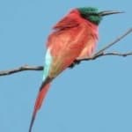 Sample 2 – Carmine bee eater