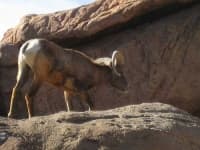 Sample 3 – Bighorn