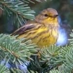 Sample 1 – Cape may warbler