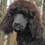Sample 1 – Poodle