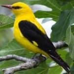 Sample 3 – Eurasian golden oriole