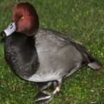 Sample 6 – Red headed duck