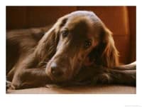 Sample 4 – Irish setter