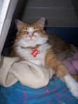 Sample 6 – Maine coon