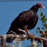 Sample 3 – Turkey vulture