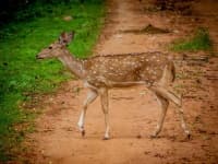 Sample 3 – Deer