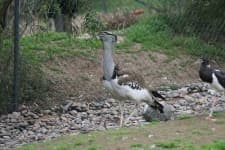 Sample 5 – Bustard