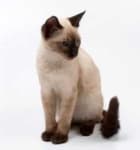Sample 1 – Siamese cat