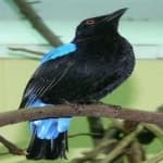 Sample 6 – Fairy bluebird