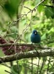 Sample 3 – Indigo bunting