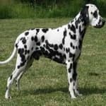 Sample 5 – Dalmation