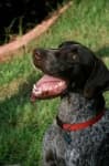 Sample of German shorthaired