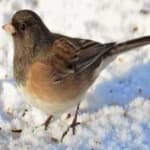 Sample 6 – Dark eyed junco