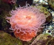 Sample 5 – Sea anemone