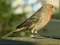 Sample 3 – House finch