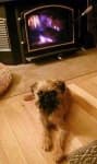 Sample 6 – Brabancon griffon