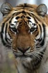 Sample 1 – Tiger