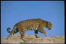 Sample 6 – Leopards