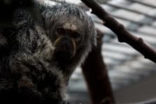 Sample 1 – Monkey