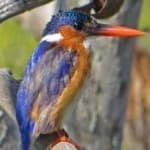 Sample 2 – Malachite kingfisher