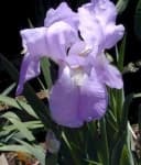 Sample 4 – Bearded iris