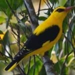 Sample 1 – Eurasian golden oriole