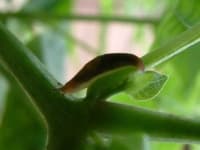 Sample 2 – Slug