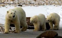 Sample 2 – Polar bear