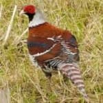 Sample 17 – Elliots pheasant