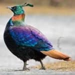 Sample 1 – Himalayan monal
