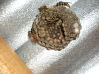 Sample 6 – Honeycomb
