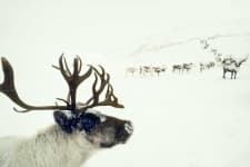 Sample 3 – Reindeer