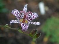 Sample 6 – Toad lily