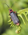 Sample 6 – Ground beetle