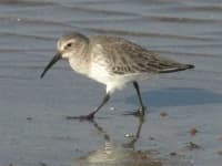 Sample 1 – Red backed sandpiper