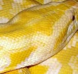 Sample 1 – Rock python