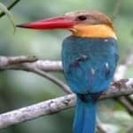 Sample 2 – Stork billed kingfisher