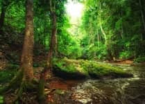 Sample 4 – Tropical forest