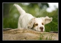 Sample 6 – Clumber