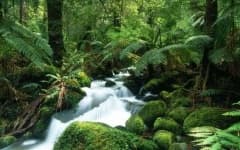 Sample 3 – Tropical forest