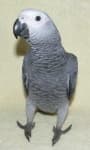 Sample 1 – African grey