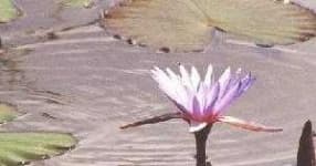 Sample 4 – Water lilly