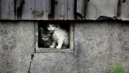 Sample 4 – Feral cats