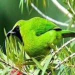 Sample 1 – Bornean leafbird