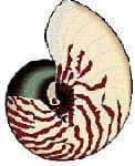 Sample 5 – Nautilus