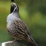 Sample 4 – California quail